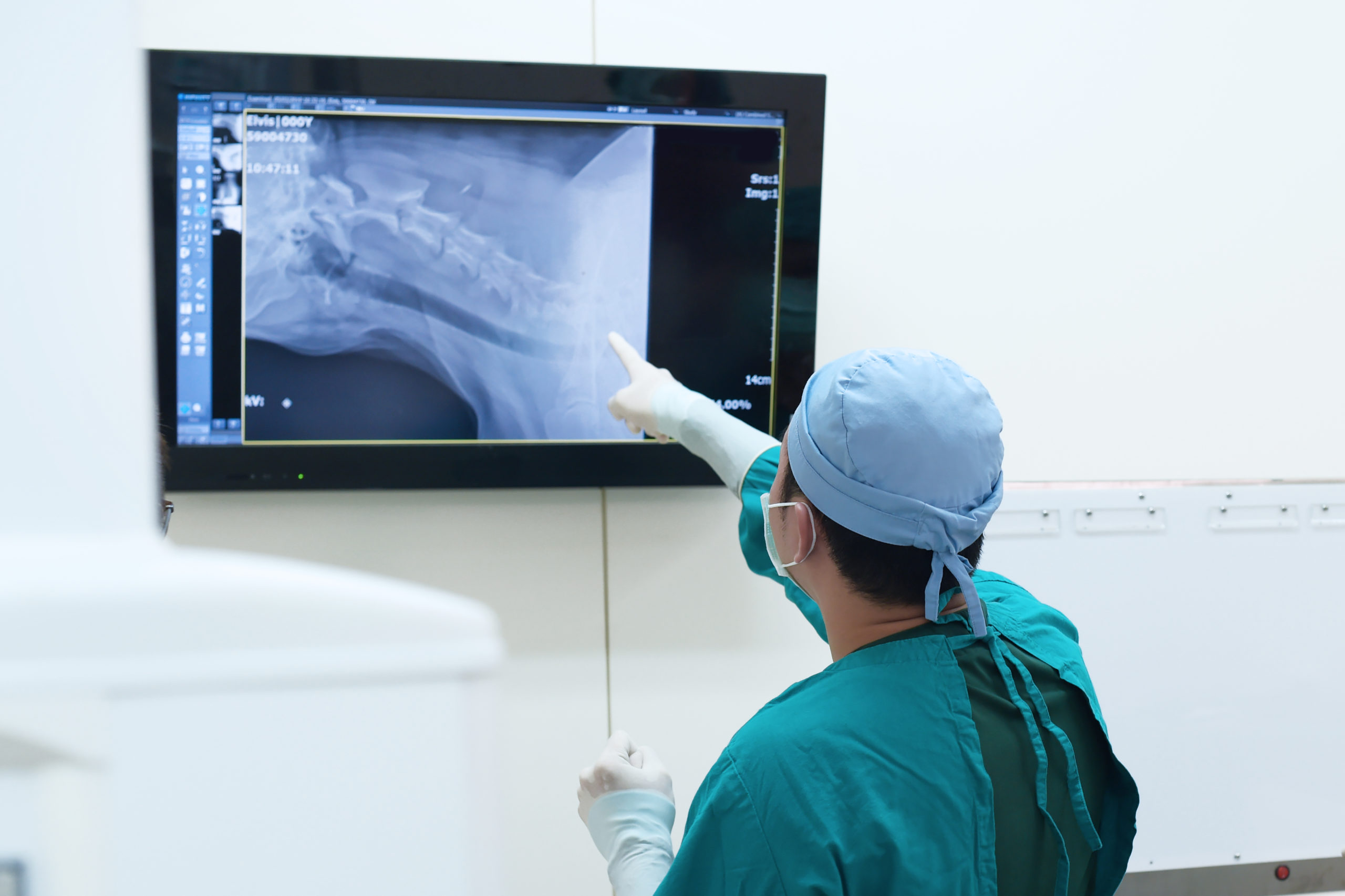 veterinary surgeon examining x ray in surgery