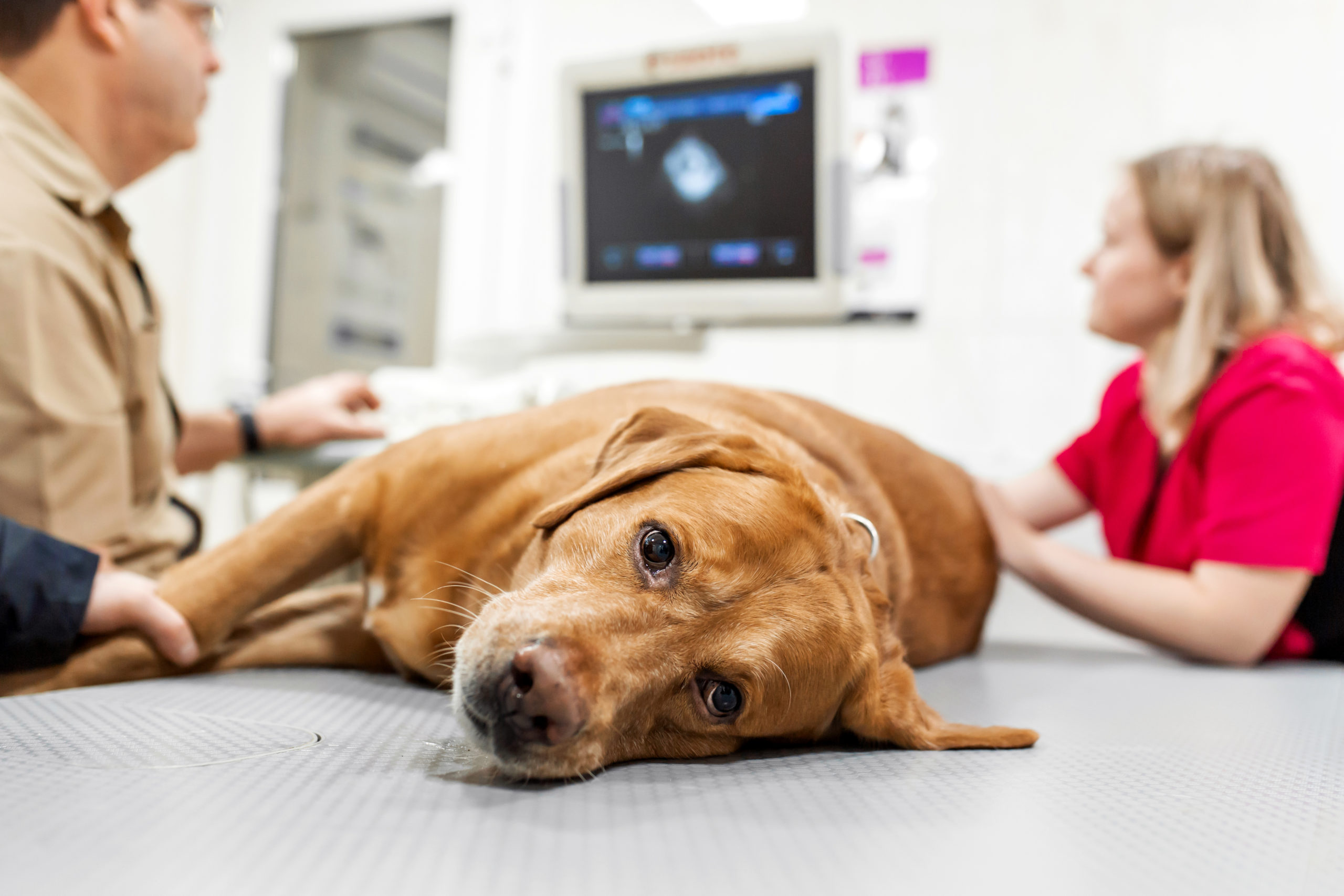 Doctor veterinarian makes ultrasound and cardiogram of the dog's heart in the office. Sick dog breed Labrador looking at the camera close-up