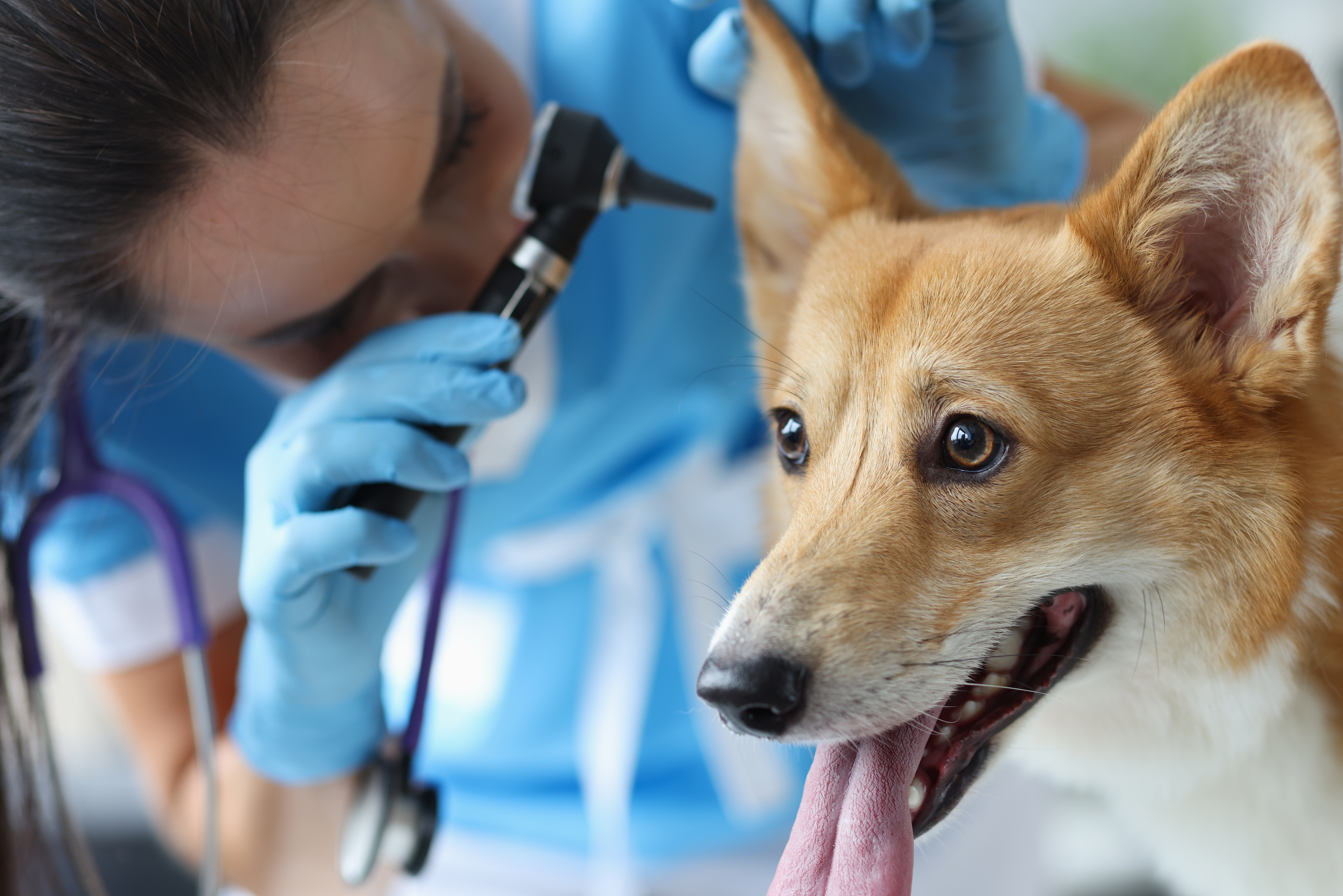 Veterinarian examines dog auricle closeup. Diseases of ears in dogs