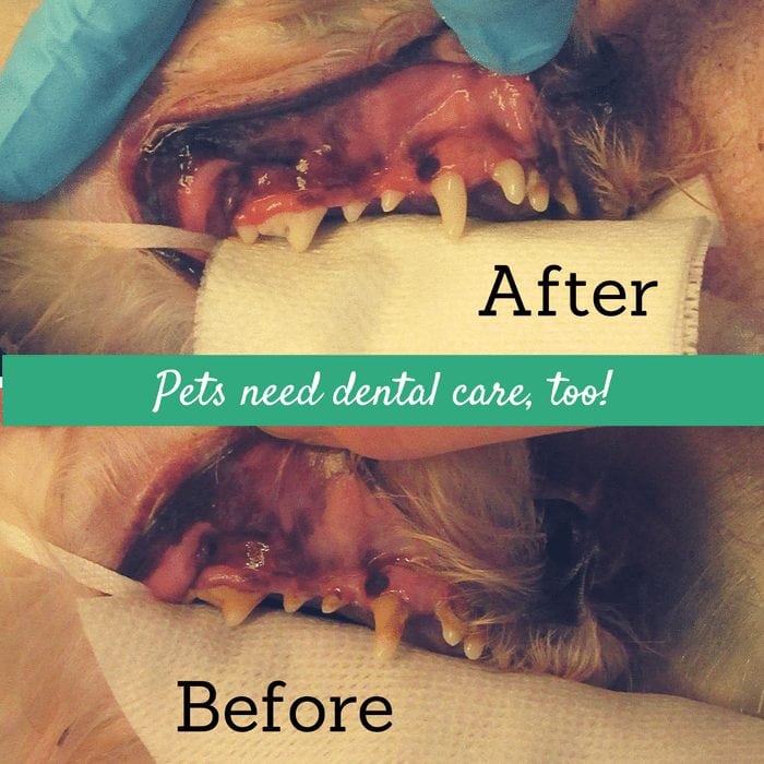 veterinary dental care before and after of dog teeth 