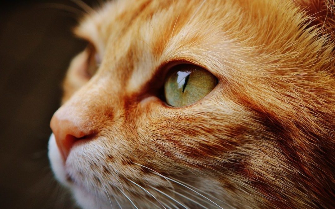 cropped image orange cat with green eyes